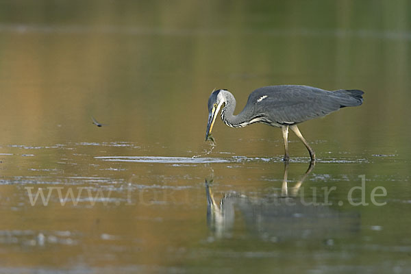 Graureiher (Ardea cinerea)