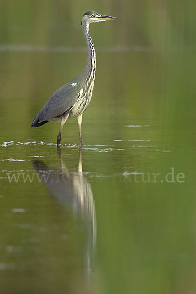 Graureiher (Ardea cinerea)