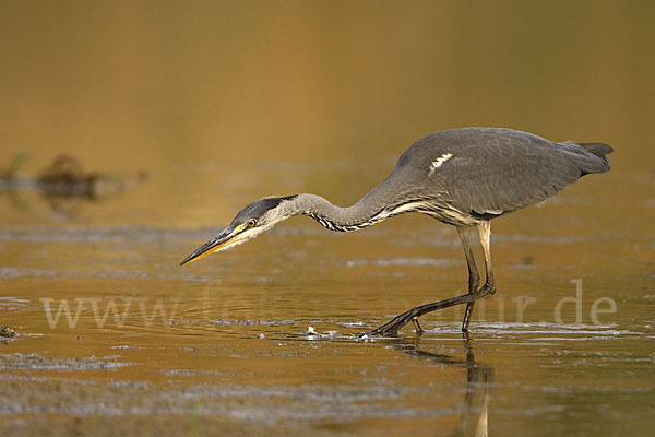 Graureiher (Ardea cinerea)