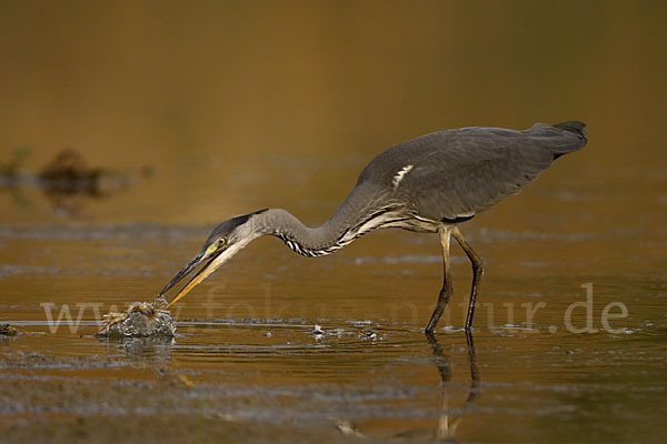 Graureiher (Ardea cinerea)