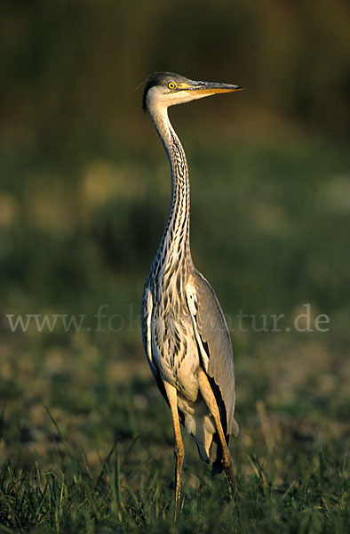 Graureiher (Ardea cinerea)