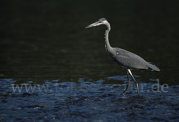 Graureiher (Ardea cinerea)