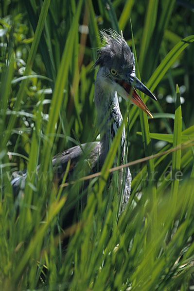 Graureiher (Ardea cinerea)