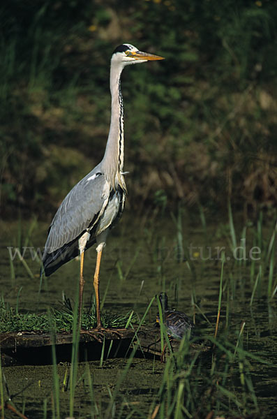 Graureiher (Ardea cinerea)