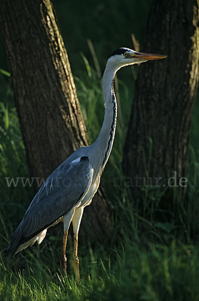 Graureiher (Ardea cinerea)