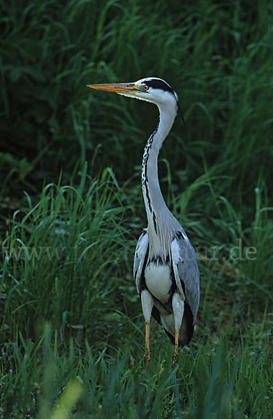 Graureiher (Ardea cinerea)