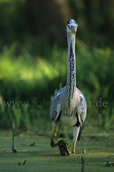 Graureiher (Ardea cinerea)