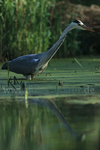 Graureiher (Ardea cinerea)