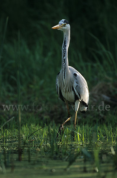 Graureiher (Ardea cinerea)