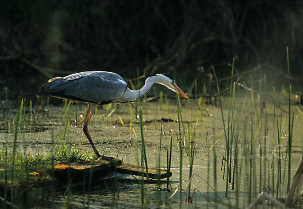 Graureiher (Ardea cinerea)