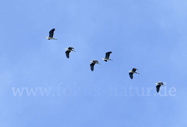 Graureiher (Ardea cinerea)