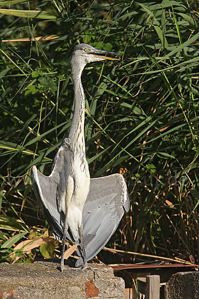 Graureiher (Ardea cinerea)