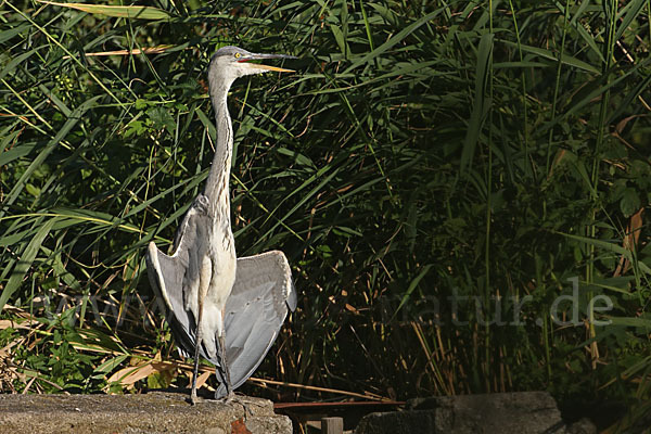 Graureiher (Ardea cinerea)