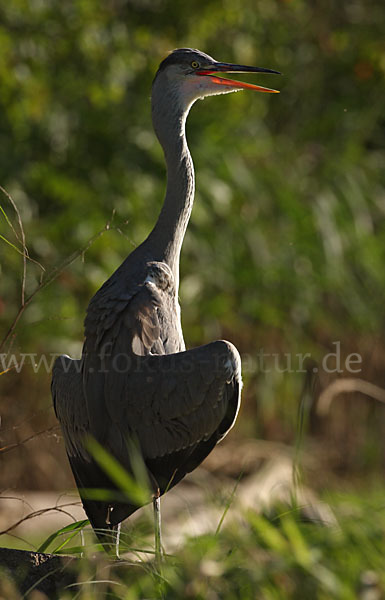 Graureiher (Ardea cinerea)