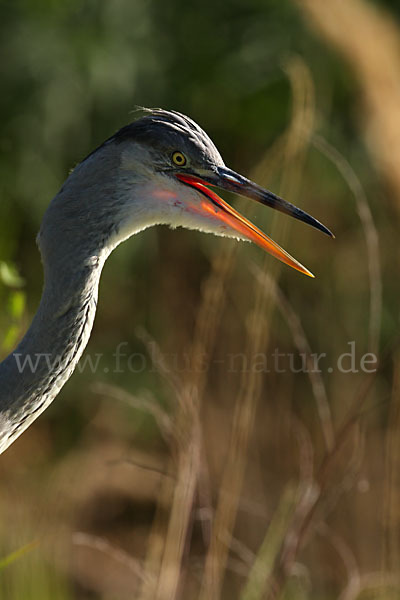 Graureiher (Ardea cinerea)