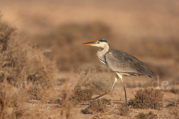 Graureiher (Ardea cinerea)