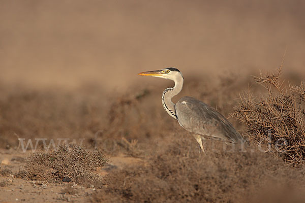 Graureiher (Ardea cinerea)