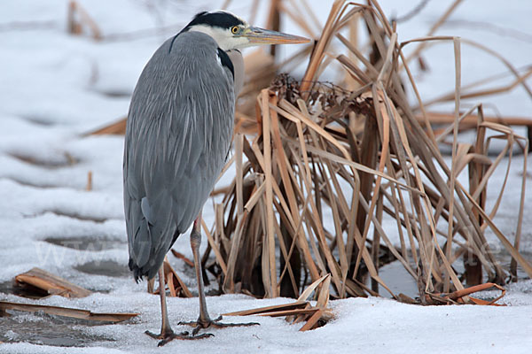 Graureiher (Ardea cinerea)