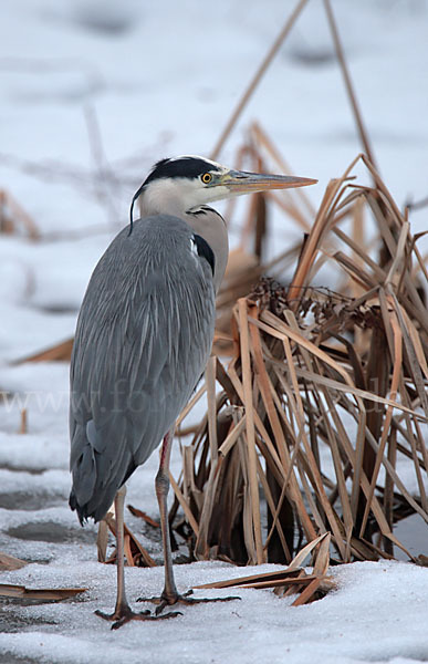 Graureiher (Ardea cinerea)