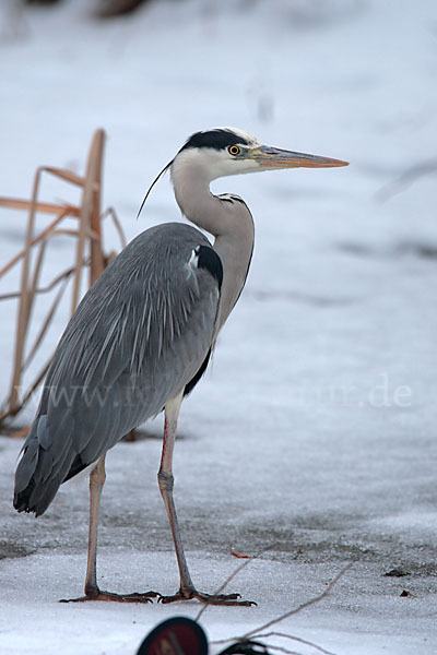 Graureiher (Ardea cinerea)