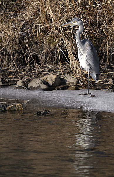 Graureiher (Ardea cinerea)