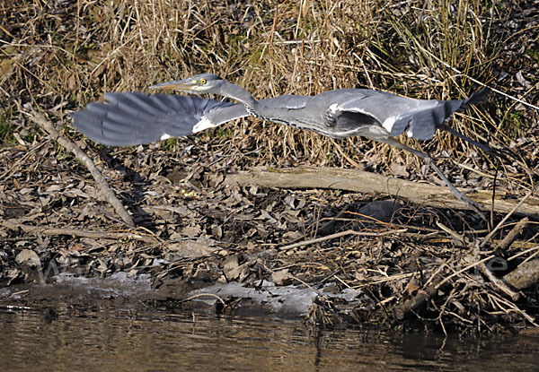 Graureiher (Ardea cinerea)