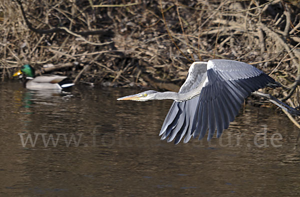 Graureiher (Ardea cinerea)