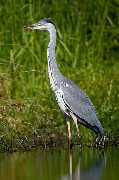 Graureiher (Ardea cinerea)