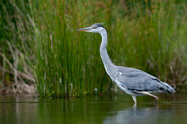 Graureiher (Ardea cinerea)