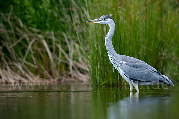 Graureiher (Ardea cinerea)