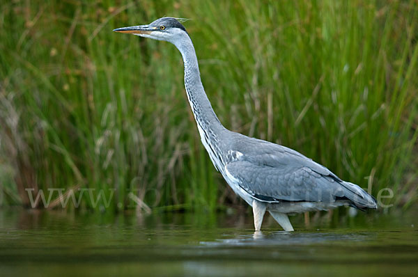 Graureiher (Ardea cinerea)