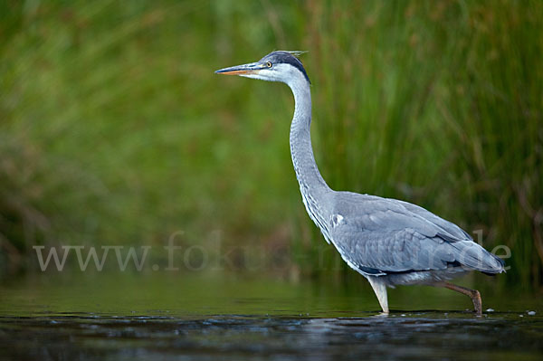 Graureiher (Ardea cinerea)