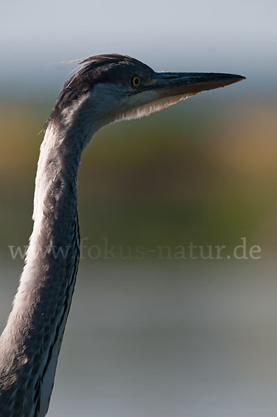 Graureiher (Ardea cinerea)