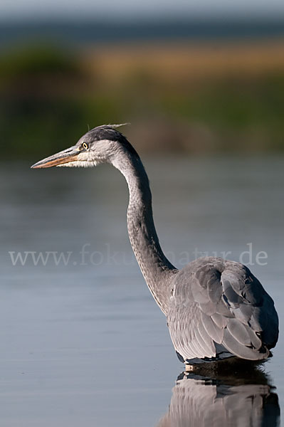 Graureiher (Ardea cinerea)