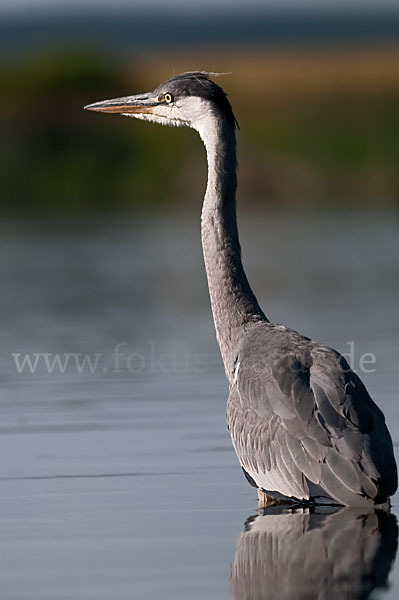 Graureiher (Ardea cinerea)