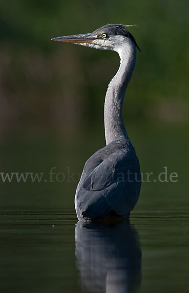 Graureiher (Ardea cinerea)