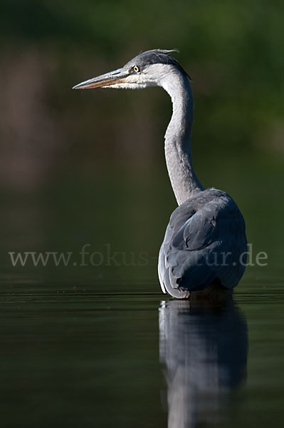 Graureiher (Ardea cinerea)