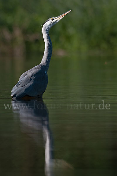 Graureiher (Ardea cinerea)