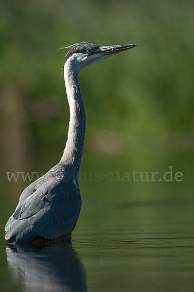 Graureiher (Ardea cinerea)