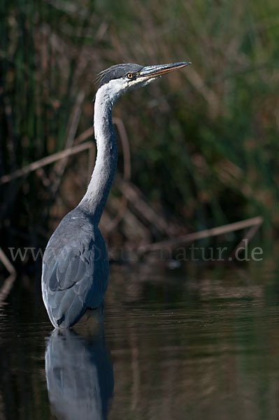 Graureiher (Ardea cinerea)