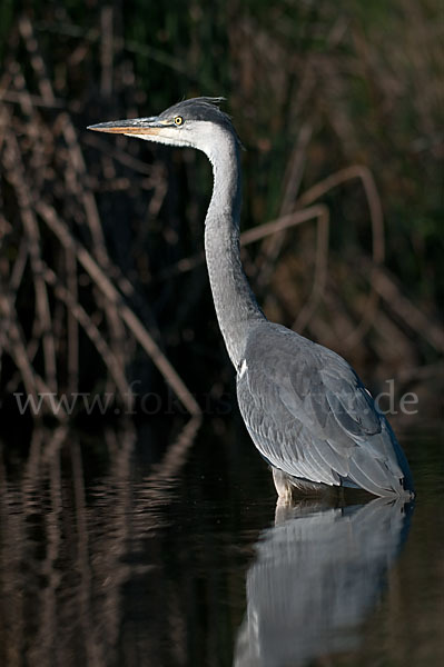 Graureiher (Ardea cinerea)