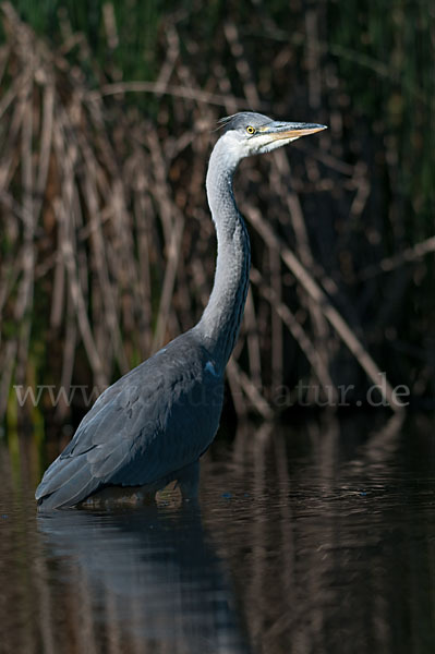 Graureiher (Ardea cinerea)