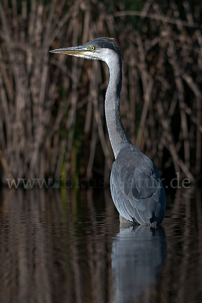 Graureiher (Ardea cinerea)