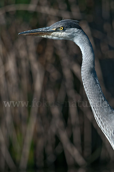 Graureiher (Ardea cinerea)