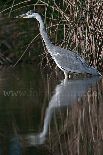 Graureiher (Ardea cinerea)