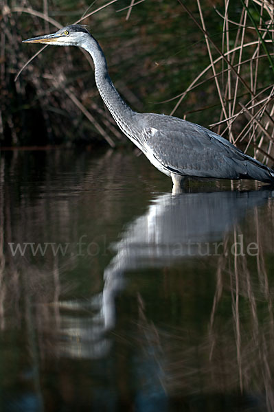 Graureiher (Ardea cinerea)