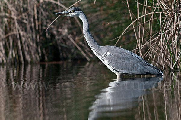 Graureiher (Ardea cinerea)