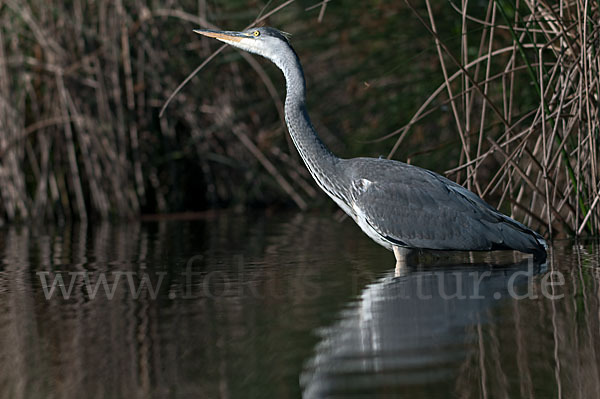 Graureiher (Ardea cinerea)