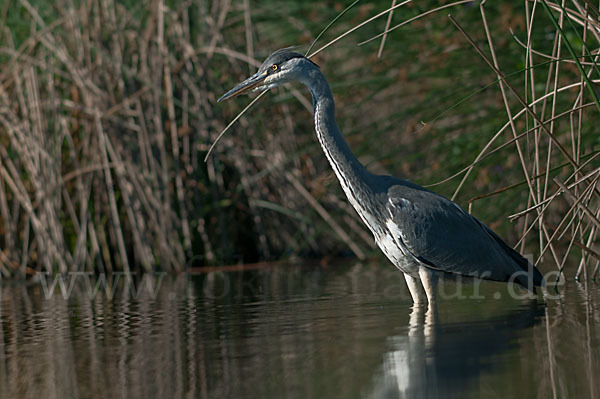 Graureiher (Ardea cinerea)