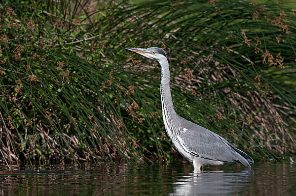 Graureiher (Ardea cinerea)